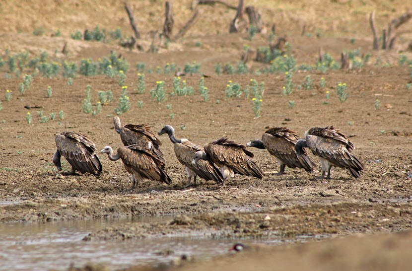 Mahavir Swami Wildlife Sanctuary